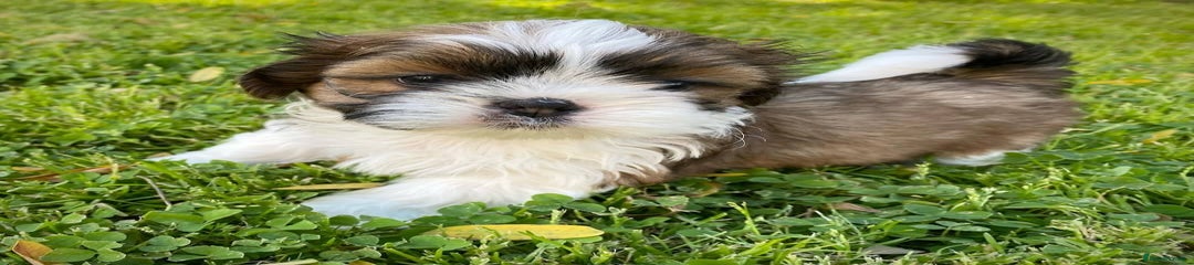 Shih Tzu Puppy 1