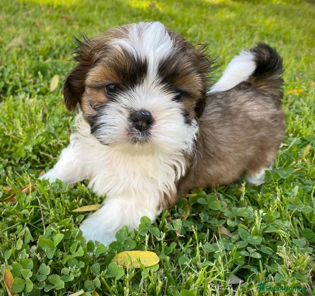 Shih Tzu dogs for sale: Cute male and female shih tzu puppies available - Image 3