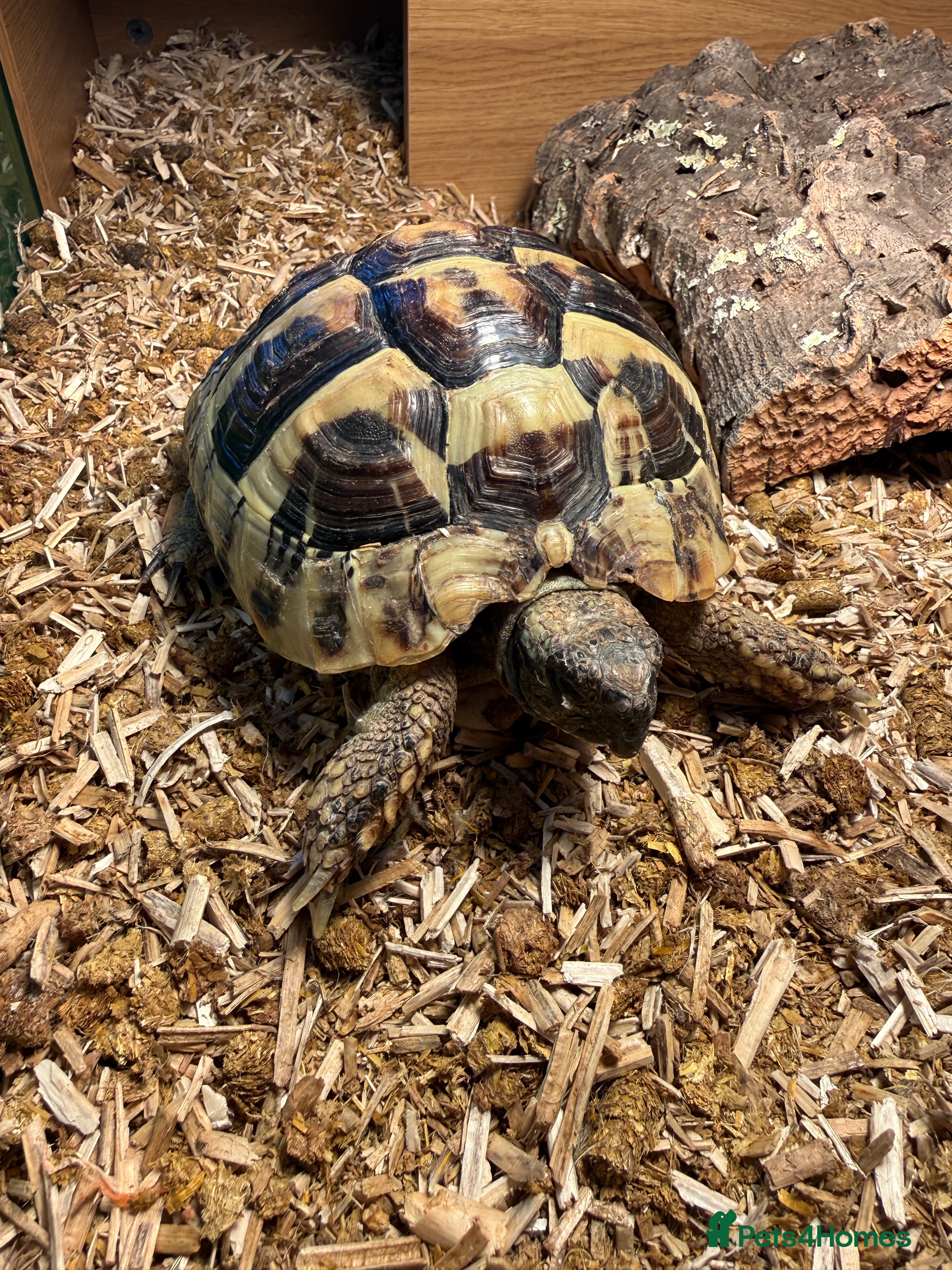 Hermann Tortoise reptiles Hermanns Tortoise  - Advert 5