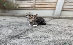 Domestic Shorthair cats for sale: Kittens ready for Their forever home 🐾  - Image 3