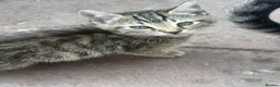 Mixed Breed cats for sale: Beautiful kittens for sale🐈❤️ - Advert 8