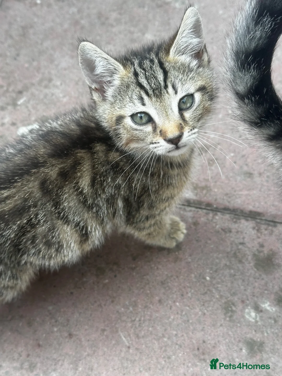 Mixed Breed cats for sale: Beautiful kittens for sale🐈❤️ - Advert 8