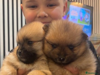 Pomeranian dogs - Advert 8