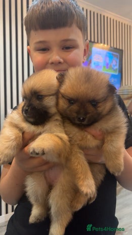 Pomeranian dogs - Advert 5