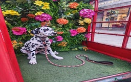 Dalmatian dogs for sale: Dalelladoo Dalmatians - Champion bred puppies   in Ellesmere Port - Image 4