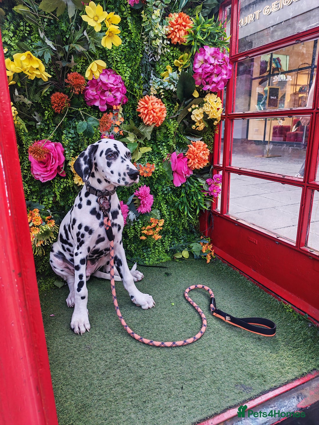 Dalmatian dogs for sale: Dalelladoo Dalmatians - Champion bred puppies   in Ellesmere Port - Image 4