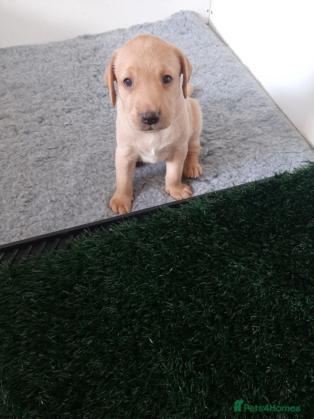 Labrador Retriever dogs for sale: Stunning large labradors for sale - Advert 7