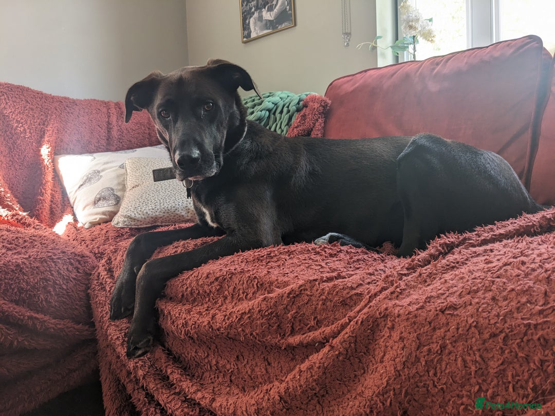 Mixed Breed dogs for sale: Teddy (Collie, Great Dane, Doberman mix) - Image 6