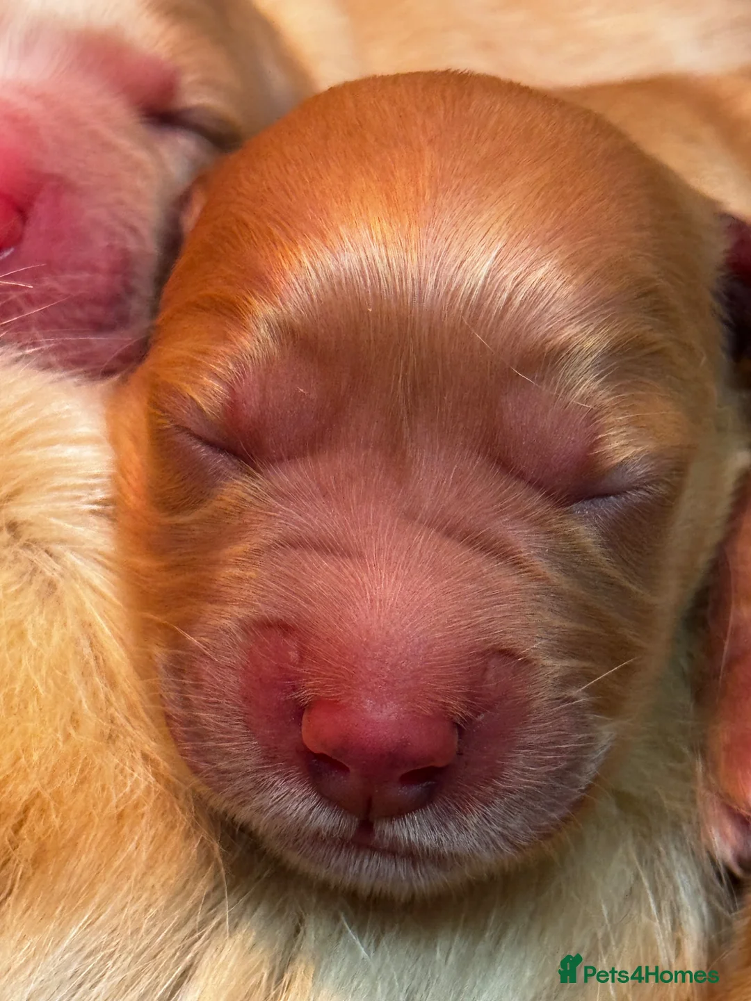 Golden Retriever dogs for sale: 5 exceptional golden retrievers  - Advert 19