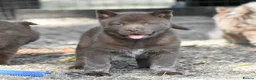 Chow Chow dogs for sale: Genuine chowski puppies  - Advert 15