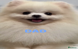 Pomeranian dogs for sale: READY 2nd August KC White Teddy Bear Poms - Image 37