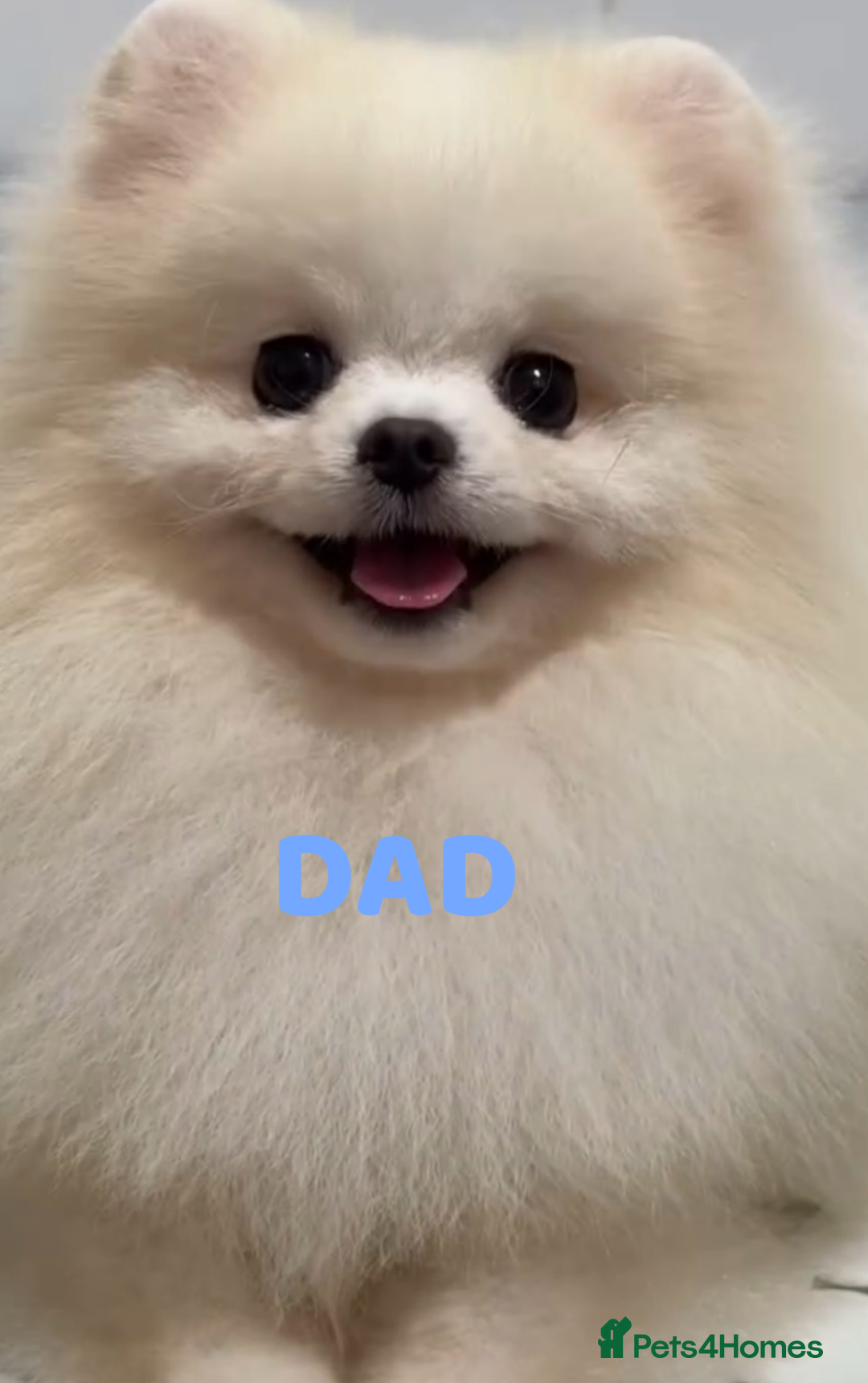 Pomeranian dogs for sale: READY 2nd August KC White Teddy Bear Poms - Image 37