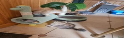 British Shorthair cats for sale: 😻British golden short/longhair adolesent kitten😻 - Advert 5
