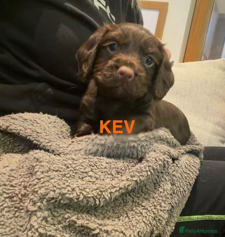 Cocker Spaniel dogs KC REGISTERED WORKING COCKER SPANIEL PUPPIES - Advert 2