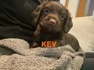 Cocker Spaniel dogs KC REGISTERED WORKING COCKER SPANIEL PUPPIES - Advert 2
