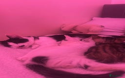Domestic Shorthair cats for sale: 1 cat and 2 kittens  - Image 2