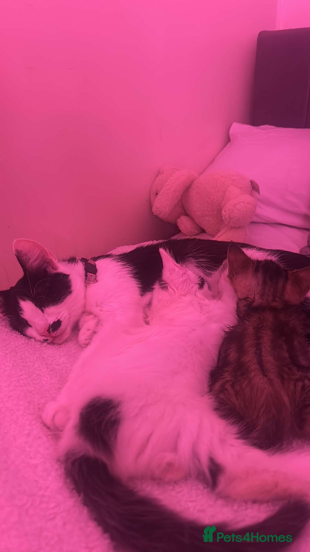 Domestic Shorthair cats for sale: 1 cat and 2 kittens  - Image 2