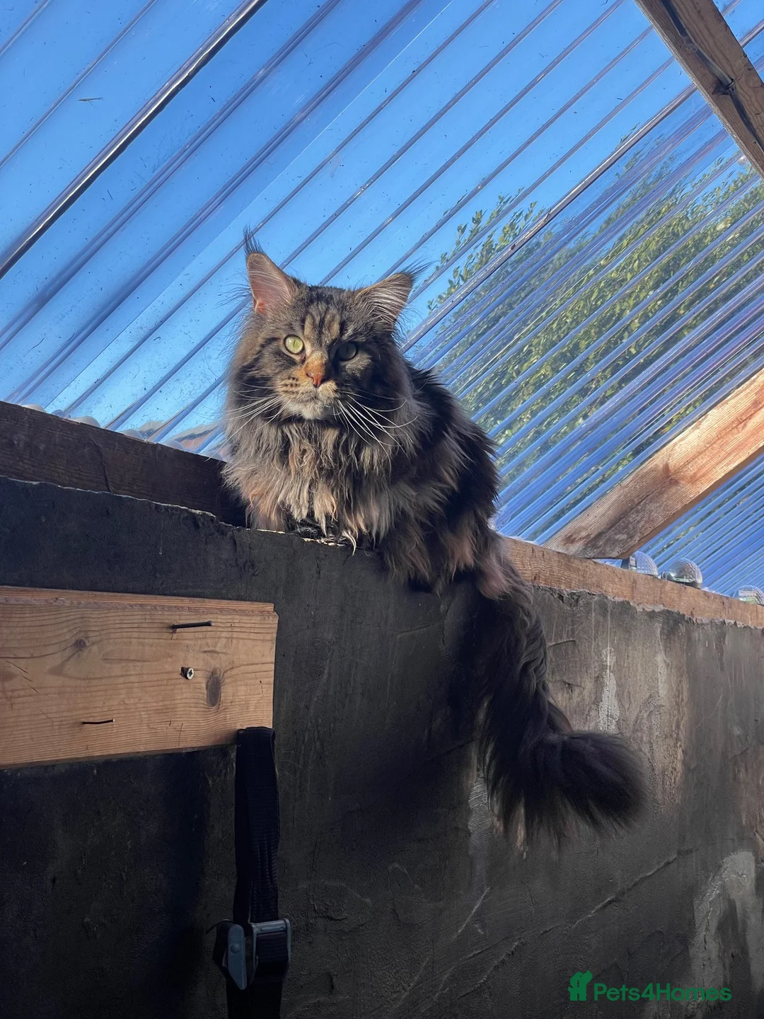 Maine Coon cats for stud: Maine Coon Stud Service in Swindon - Advert 2