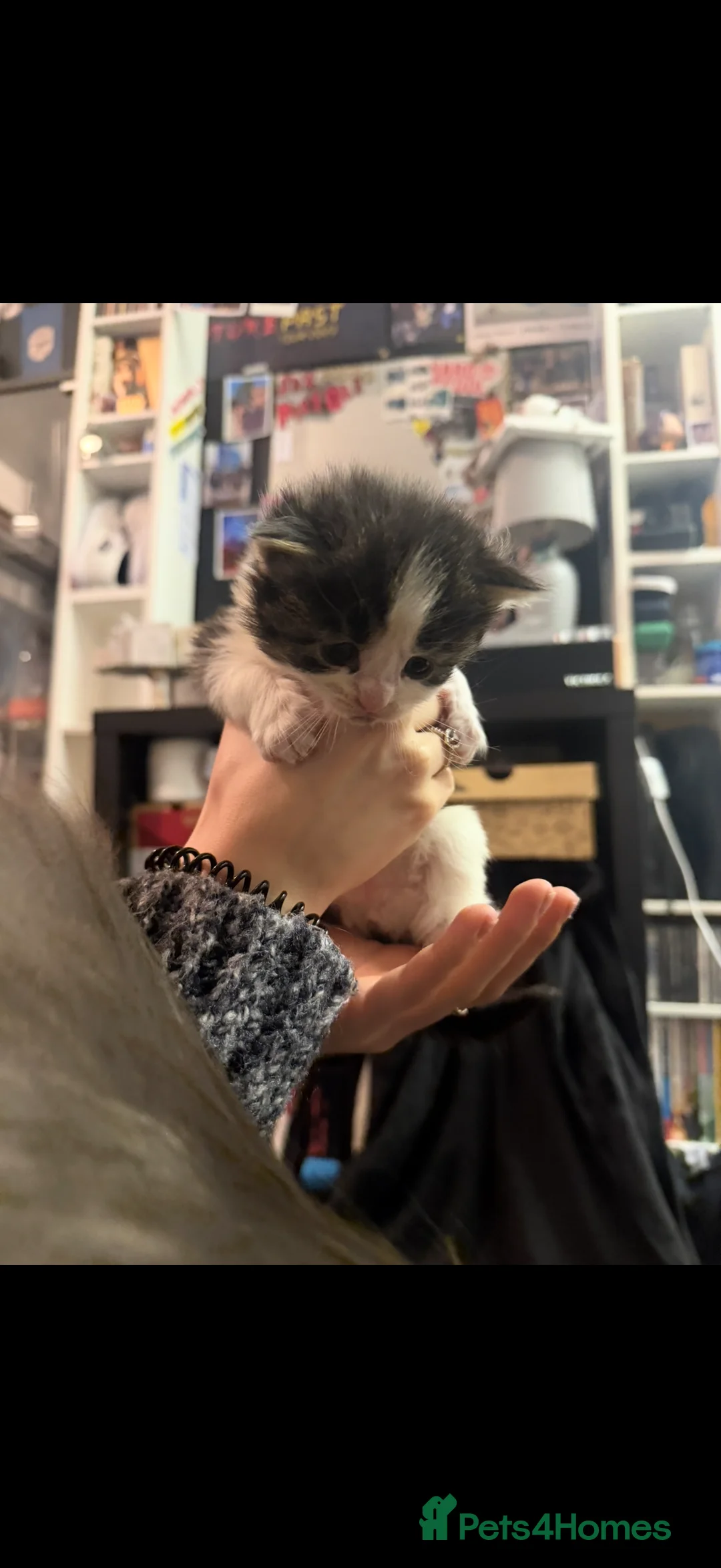 Maine Coon cats for sale: Maine Coon X Kittens - Advert 5