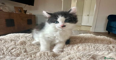 Mixed Breed cats - Advert 5