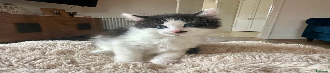 Ragdoll x Manx Kitten 1