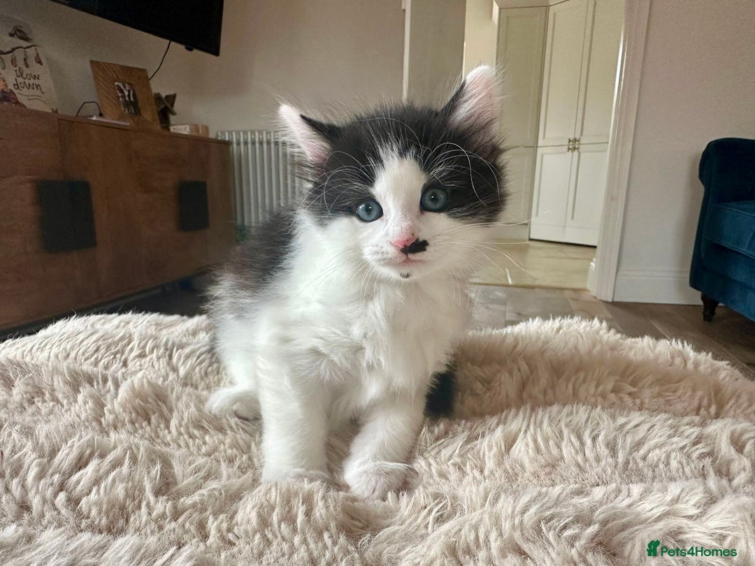 Mixed Breed cats for sale: Ragdoll x Maincoon x Manx - Image 3