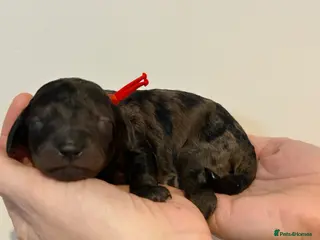 Miniature Poodle dogs Beautiful Merle Miniature Poodles - Advert 2