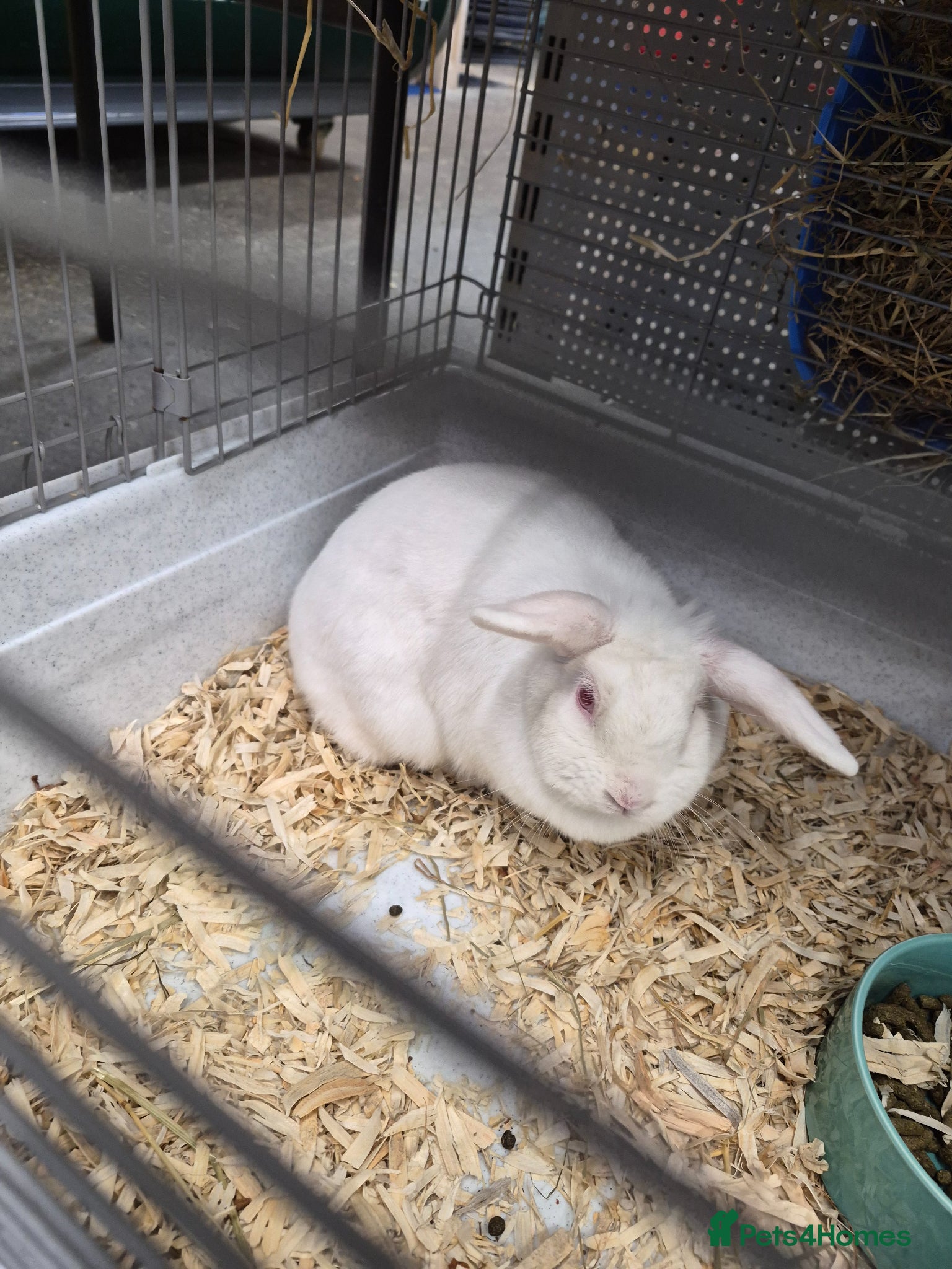 Mixed Breed rabbits Rabbits for sale - Advert 1