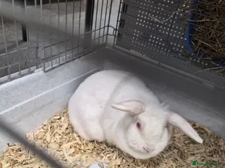 Mixed Breed rabbits Rabbits for sale - Advert 1