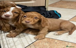 Cocker Spaniel dogs for sale: Cocker spaniel puppies  - Image 7