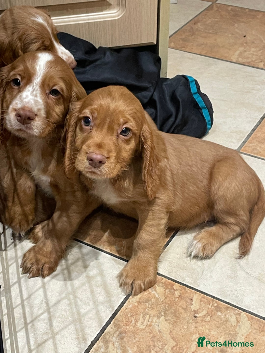 Cocker Spaniel dogs for sale: Cocker spaniel puppies  - Image 7