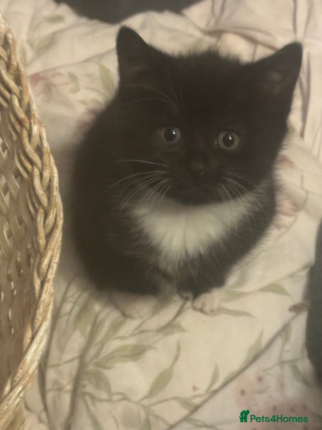 Mixed Breed cats for sale: Adorable Kittens, super cute!  - Image 14