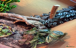 Bearded Dragon reptiles for sale: Bearded Dragon with full set up  - Image 6