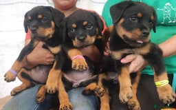 Rottweiler dogs for sale: Beautiful Rottweiler Puppies For Sale 🐾🖤 - Image 4
