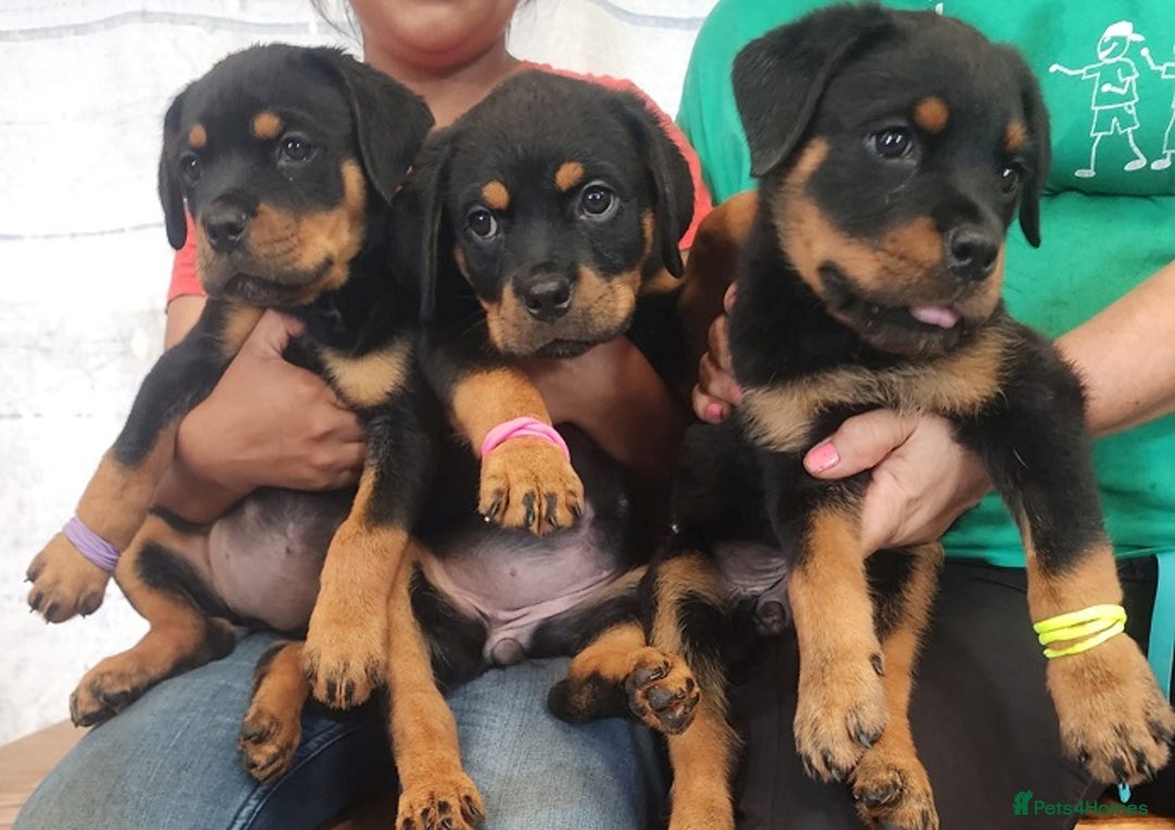 Rottweiler dogs for sale: Beautiful Rottweiler Puppies For Sale 🐾🖤 - Image 4