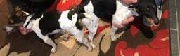 Jack Russell dogs for stud: Proven miniature Jack Russell stud in Winkleigh - Advert 4