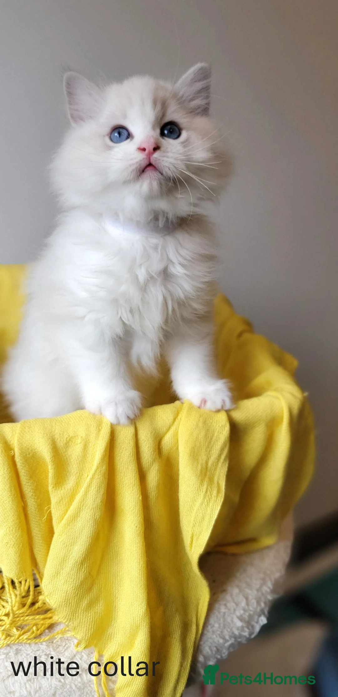 Ragdoll cats for sale: 😸Fully GCCF Certified Pedigree Ragdoll kittens💕 - Advert 23