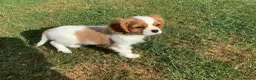 Cavalier King Charles Spaniel dogs for sale: Blenheim boy puppy - Advert 2