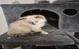 Ragdoll cats for sale: Pure ragdolls 2 flame point and 1 rare mink tortie - Image 7