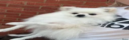 Pomeranian dogs for sale: White Pomeranian - Loving & Playful in Northampton - Advert 1