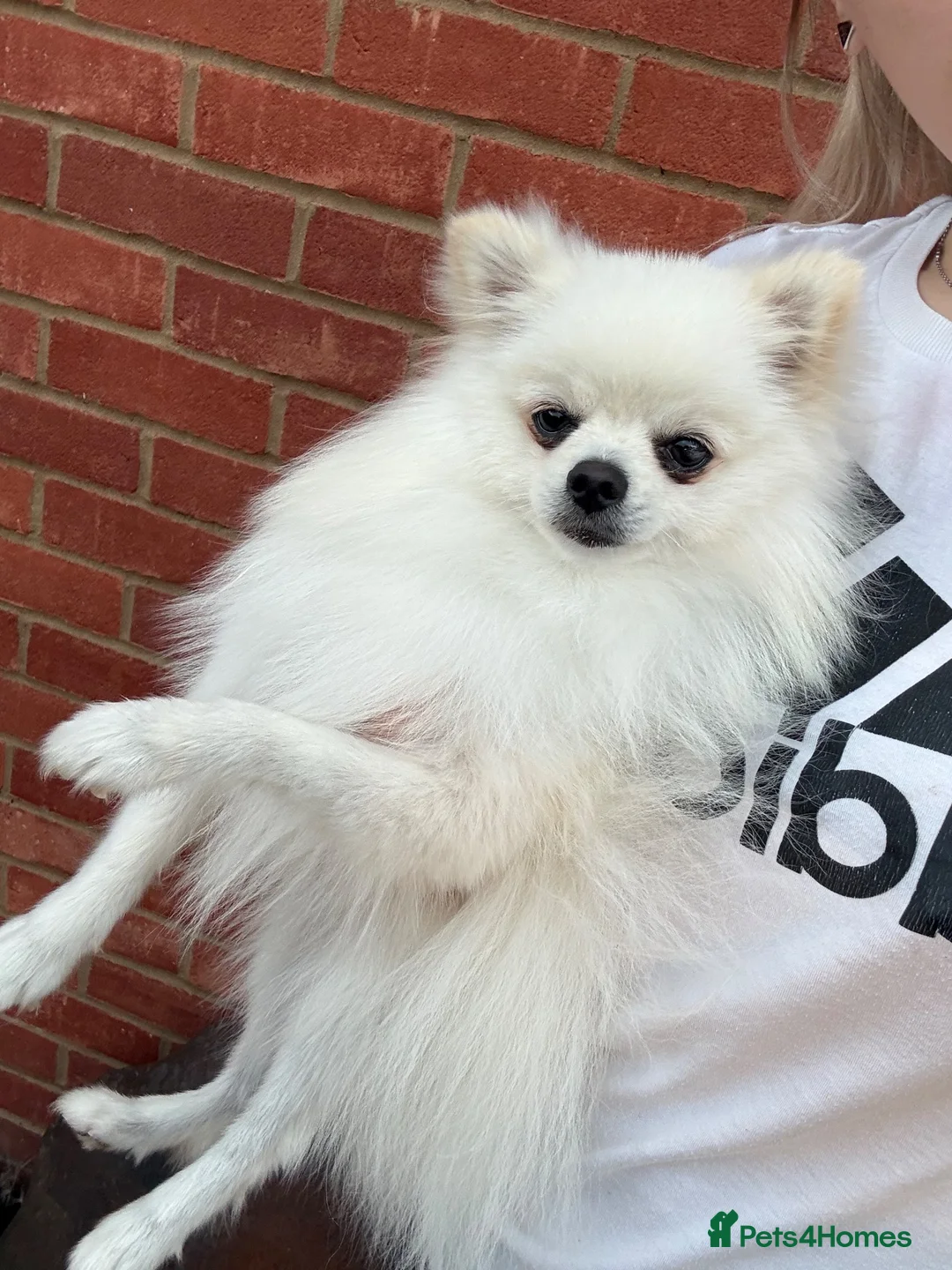 Pomeranian dogs for sale: White Pomeranian - Loving & Playful in Northampton - Advert 1