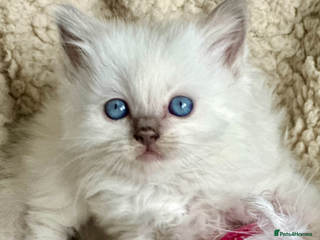 Ragdoll cats ♥️ ADORABLE GCCF BABIES 💙 - Advert 7