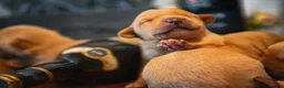 Labrador Retriever dogs for sale: Top Deep Red Quality Labrador JC Puppies KC Reg  - Advert 6