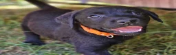 Labrador Retriever dogs for sale: Gorgeous Black Labrador Puppies - Advert 13