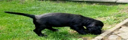 Cocker Spaniel dogs for sale: Stunning Cocker spaniel boy  - Advert 8
