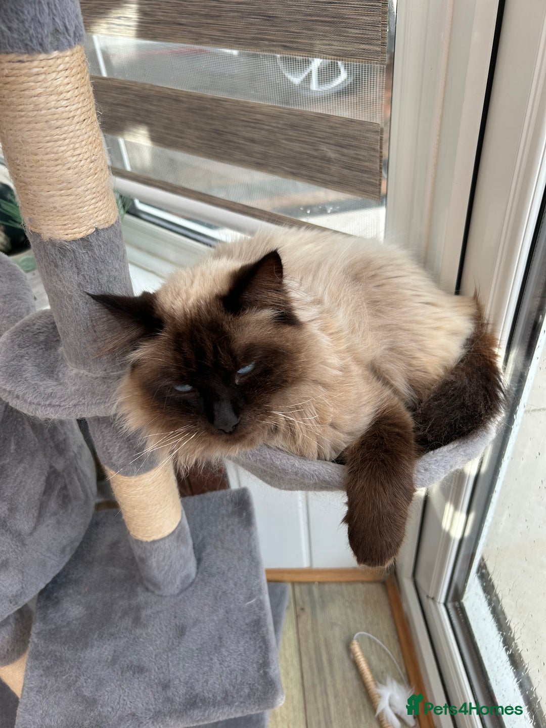 Ragdoll cats for sale: Beautiful seal point ragdoll boy  - Image 3