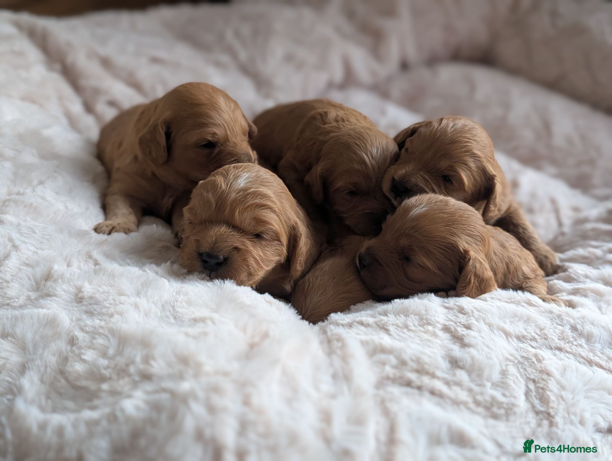 Cavapoo dogs 🌟 F1 Cavapoo Puppies –  Health Tested Parents - Advert 2