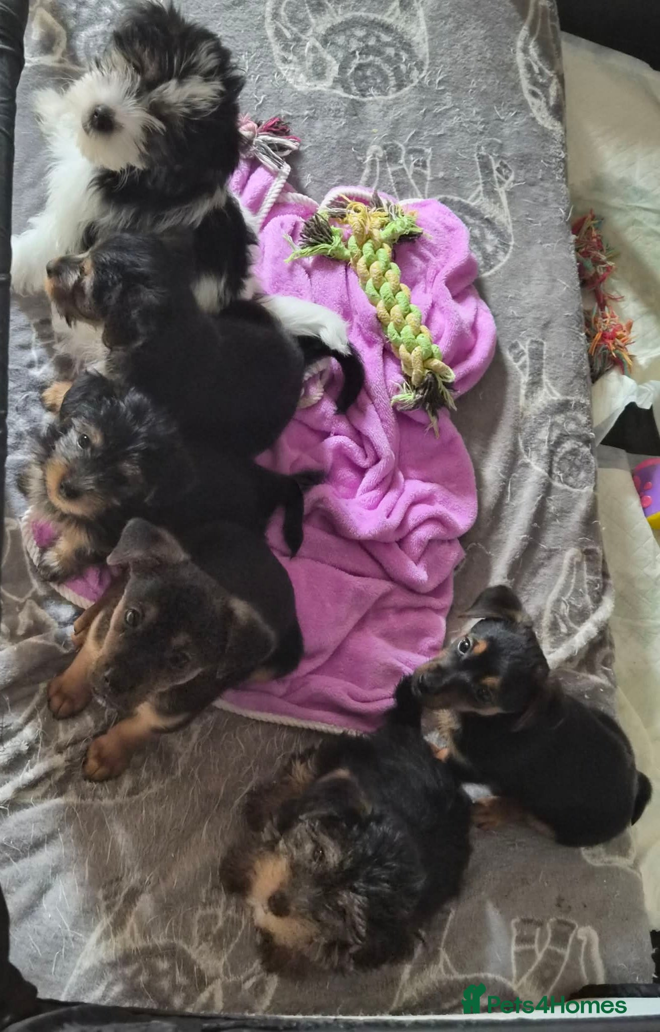 Yorkshire Terrier dogs 6 beautiful Yorkshire terriers puppies - Advert 5