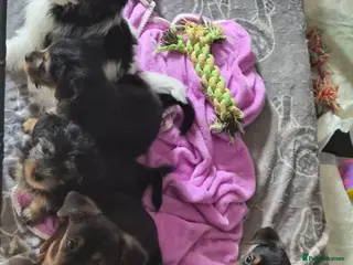 Yorkshire Terrier dogs 6 beautiful Yorkshire terriers puppies - Advert 5