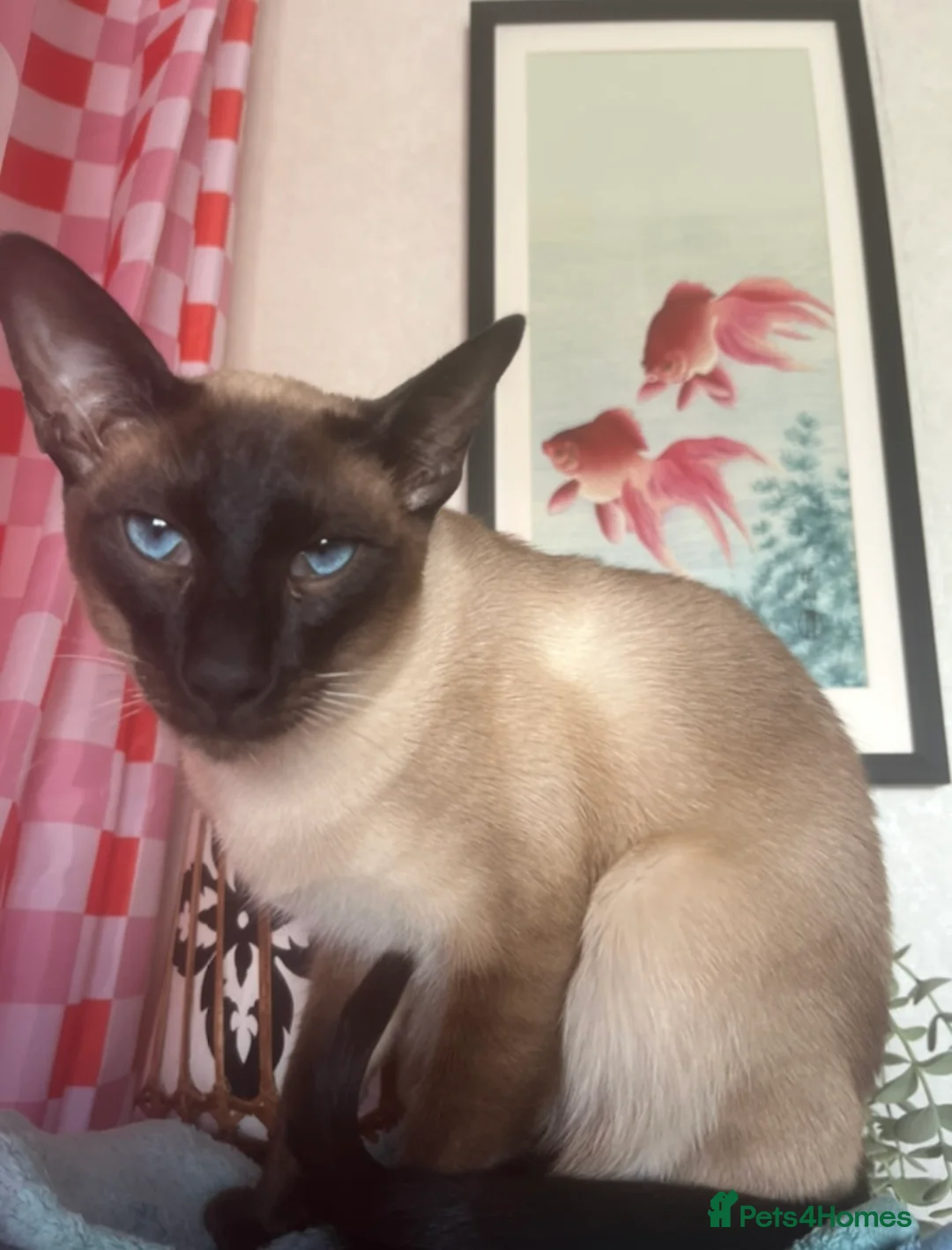 Siamese cats for stud: Stunning wedge head Siamese boy for stud service  - Advert 2